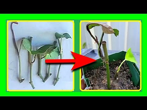 How to Propagate Black Peppers from Cuttings Easily at Home | Peppercorn Plant Propagation