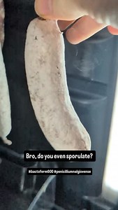 So, my sausage mold want to make babies. | startercultures.eu