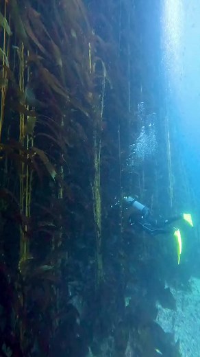 Exploring the Wonders of Kelp Forests