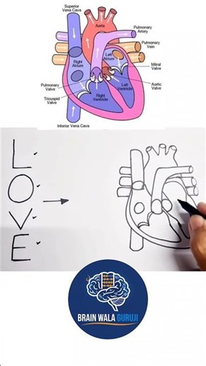 Human Heart Diagram Drawing Class 10th |Easy Human Heart Diagram Trick #facts #science #exam #heart