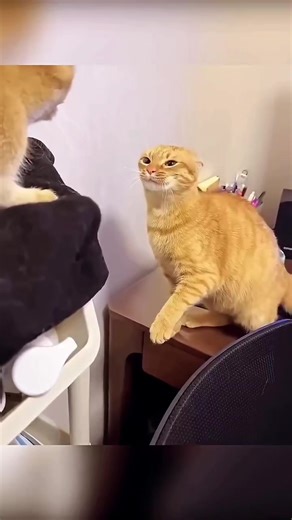 funny cats #foryoupage #catslovers #foryou #catsvideo #funnnycatsvideo