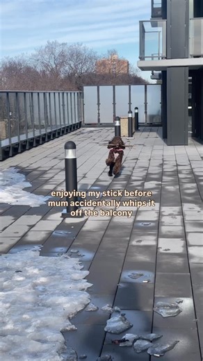 rhubarb the sproodle 🍓 on Instagram: "anyone know where my mum can get throwing lessons????? asking fur a friend 👀🪾 #yegdogs #sproodle #springerdoodle #puppiesofinstagram #puppylife🐾"