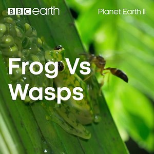 356K views · 4.9K reactions | "In the jungle there's always someone out to get you…"   | BBC Earth | Facebook