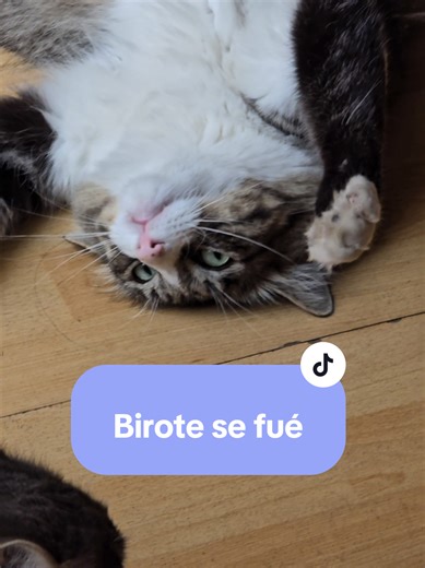 La despedida de Birote: ¿Qué le pasó?