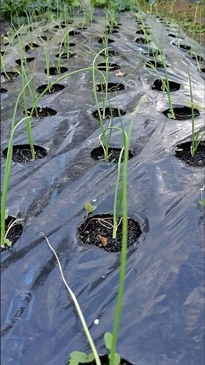 種まきした玉ねぎの定植から3週間経ちました/竹串程度の玉ねぎ苗 元気に育っています/日陰の畑 玉ねぎ苗の成長の様子/#shorts /