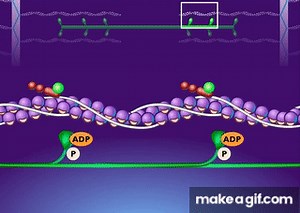 Breakdown of ATP and Cross Bridge Movement during Muscle Contraction [HD Animation] on Make a GIF