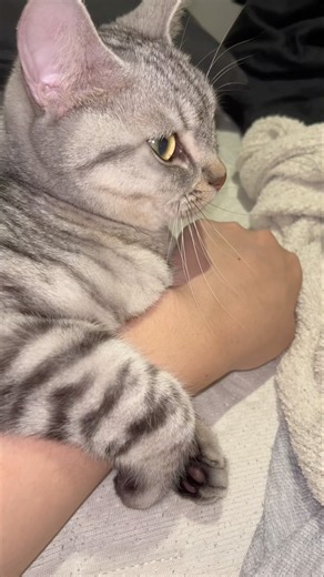 真夜中に腕に巻きついてる猫 #cat #猫 #ねこ