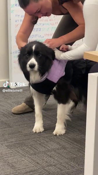 Adorable Border Collie Moments That Will Melt Your Heart