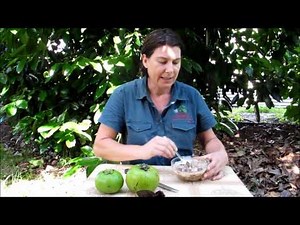 Black Sapote Tree Chocolate Pudding Fruit Tree