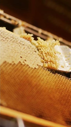 La désoperculation des cadres de miel, un travail de patience ✨ #bee #shorts