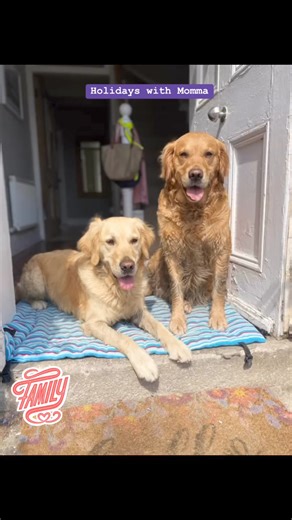 1.8K views · 56 reactions | One of the best parts of being part of our Dogs for Disabled volunteer family is that the grown up pup you socialised gets to return for holidays throughout their lives as working dogs! We never place our dogs in Kennels but ensure they are always looked after in the heart of our amazing volunteer foster families  | Dogs for the Disabled | Facebook