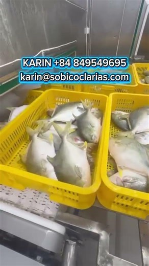 GOLDEN POMPANO