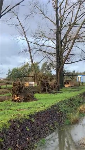 Parque de Merendas de Taveiro alagado e destruído pela queda de árvores | NOTÍCIAS DE COIMBRA