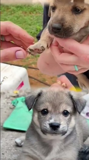 Puppy Leg Maggot Removal | Vet Saves Infected Puppy 🐶 | Satisfying Wound Cleaning