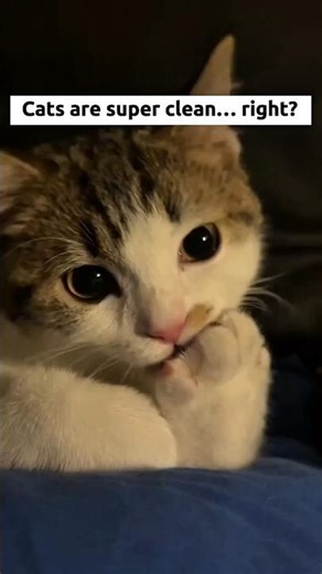 Cats Are Clean… But Not How You Think 😳🐱 #catfacts