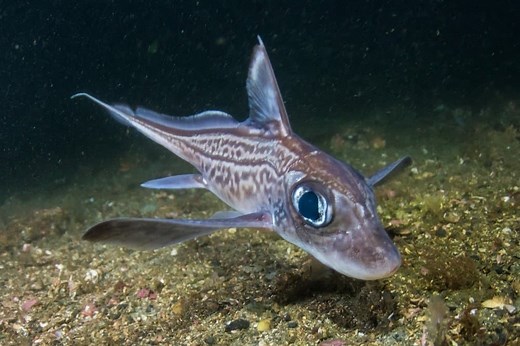 Chimaera