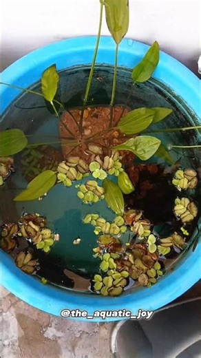 betta pond setup #bettafish #bettapond #viralshort