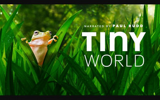 豆瓣高分纪录片 | 《小小世界》| 这才是英语人该看的纪录片 | 刷十遍让你的听力口语分数暴涨【中英双字】超高清