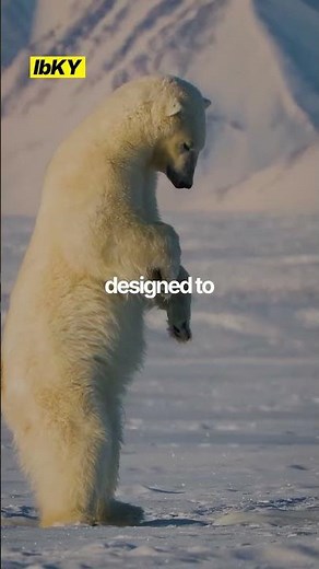 How big is a polar bear actually?
