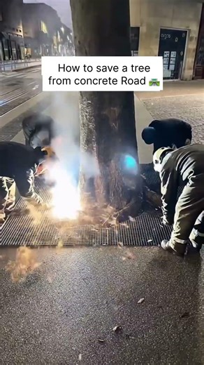 How to save a tree from concrete Road 🛣️ / SaveTreee