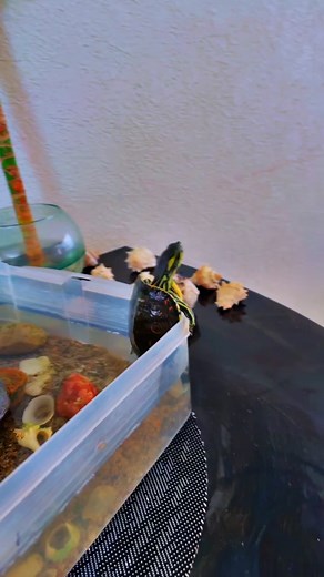 🤭 pasos para una escapada perfecta 🫠. #tortuga #escapar #animalesgraciosos