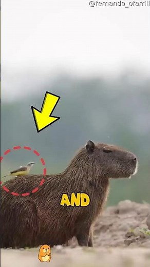Capybaras Are the Friendliest Animals You’ll Ever See (The Last Part Will Make You Laugh!)
