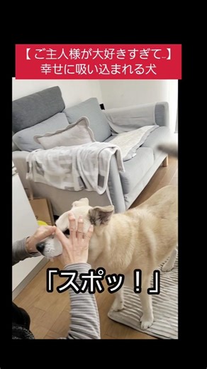 #doglover【ご主人様が大好きすぎて】「幸せに吸い込まれる愛犬」#viralvideo #viralshorts #animals #pets #emotion #cute