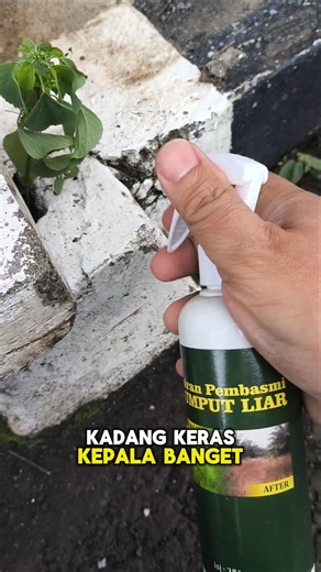 Pretending to be tough weeds? 1 spray will knock them out 🌱💀 #weedkiller #short