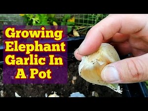 How To Grow Elephant Garlic In A Pot/ No Dig Organic Allotment Kitchen Garden And Polytunnel