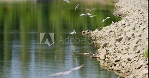 A flock of common terns fly above and bathe in a lake with rocky shore Stock Video