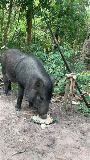 Effective DIY Wild Boar Trap Guide