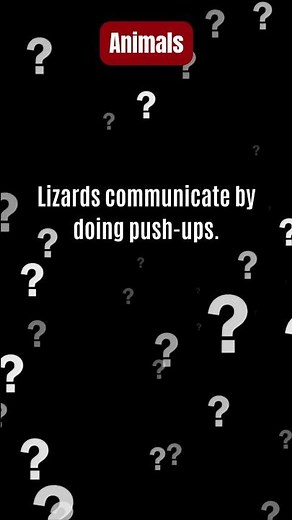 Lizard Push-Ups = Communication? Reptile Workout!