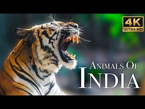 Animals of India 4K - Amazing Scenes Of India's Animals | Scenic Relaxation Film