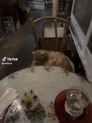 猫ちゃんのいるお店🐈癒やされた #大阪喫茶店 #梅田 #中崎町 #カフェ #喫茶店