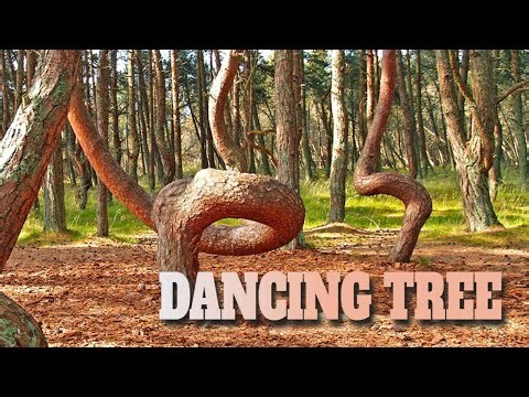 Mystical Dancing Trees