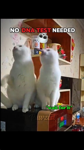 NO DNA TEST NEEDED 💀#catmemes #usa #brainrot #cat #shorts