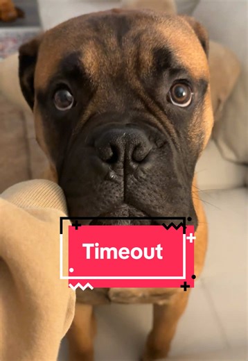Wild Bullmastiff Puppy in Timeout for a Reset ❤️