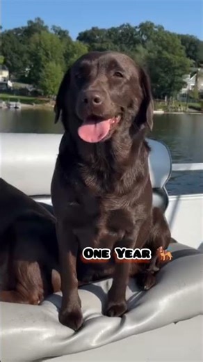15 Days to One Year Labrador transformation #feed #transformation #pets #labradorretriever #puppy
