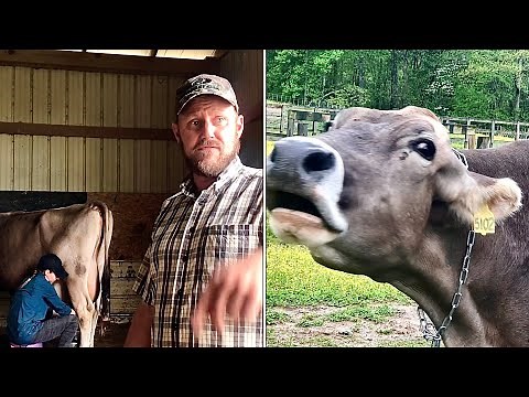 Popping the world’s largest pimple! Cow abscess drained!(Warning:Too graphic for ads) #pimplepopping