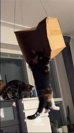 Epic Cat Chaos You Can’t Unsee 💀 #FunnyCats #Shorts #CatFails