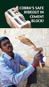 Cobra safe hideout in cement block! #VavaSuresh #SnakeMaster #SnakeRescue #MalayalamVideos | Snakemaster