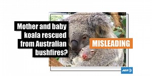 This photo shows koalas at an Australian zoo in July 2019 -- they were not rescued from bushfires