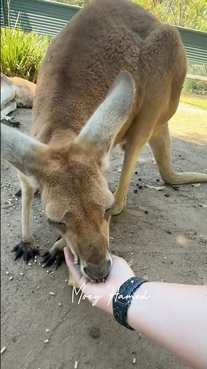 Feeding kangaroos by hand such a cute, and amazing experience! Australia’s wildlife is truly special