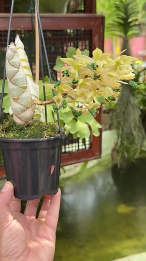 Abelha na orquídea: catasetum e abelha limão explicado
