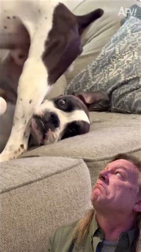 How it feels to be an American right now #duet #teabagging #teabag #dogs #pup #funny #humor #balls