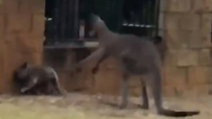 Kangaroo versus koala in Queensland over the weekend (7 News)
