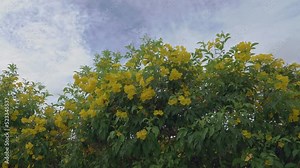 Tecoma erect, Tecoma straight (Tecoma stans). Shrubs or small trees up to 8 (rarely up to 10) meters in height and up to 25 cm in trunk diameter. Beautiful yellow flowers are collected in raceme.