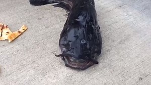 582 reactions · 807 shares | 3-EYED CATFISH: Have you ever seen...