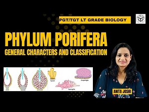 Phylum Porifera | Porifera General characters and Classification | Sponges