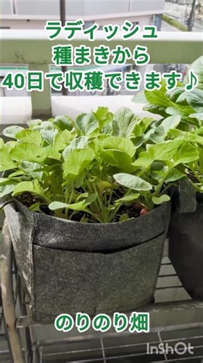 [Daily Balcony Gardening] I harvested radishes in 40 days! | Check out the full video to see the ...